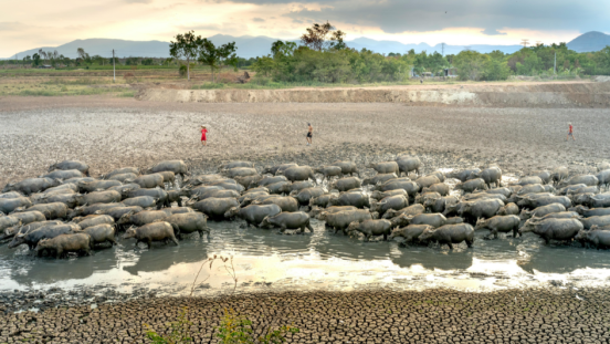 Farmers herd their cows in dirty water during a drought.